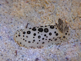 【海水魚・ウミウシ】ポルカドットスラッグ　(ウミウシ）(1匹)±3-6cm(サンプル画像）（生体）(海水魚)（サンゴ）