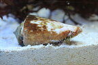 【海水魚】マガキガイ　（マガキ　水槽内掃除　クリーナー　貝）（5匹）(サンプル画像）（生体）(海水魚)（サンゴ）