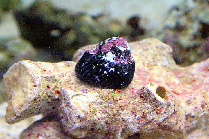 楽天市場 海水魚 シッタカ 苔取り ガラス面掃除 クリーナー 貝 5匹 サンプル画像 生体 お掃除 海水 魚 サンゴ コケ取り 掃除 コケとり 観賞魚 綺麗 飼育 観賞用 飼育用 観賞魚 アクアリウム用品 セット ペットバルーン楽天市場支店