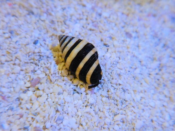 21人気no 1の 海水魚 マガキガイ マガキ 水槽内掃除 クリーナー 貝 1匹 生体 Alice Com Ve