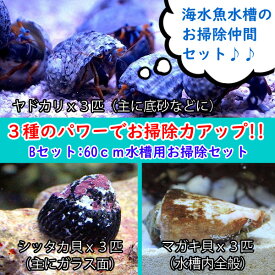 楽天市場 ガラス やどかりの通販