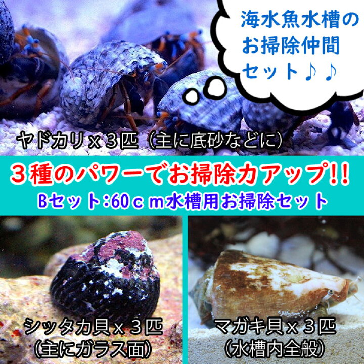 楽天市場 海水魚 貝 スーパーコケ掃除 3点セット 60cm 苔取り お掃除 シッタカ貝 マガキ貝 ヤドカリ 底砂 ガラス面 ライブロック に 合計9匹 サンプル画像 生体 海水 コケ取り コケとり 観賞魚 綺麗 飼育 観賞用 飼育用 ペットバルーン楽天市場支店