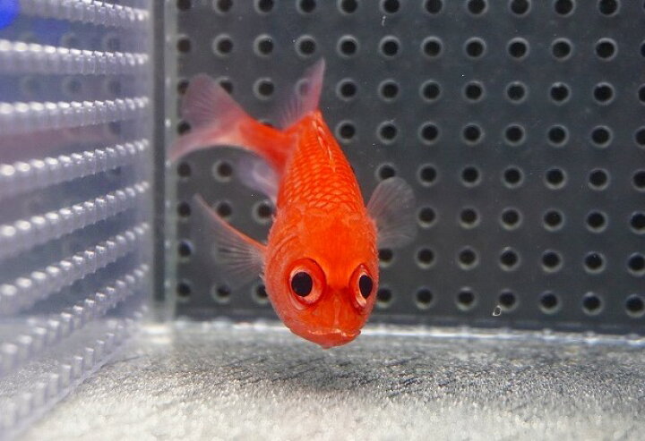 楽天市場】【海水魚・キンメダイ】【通販】可愛い♪カージナル 