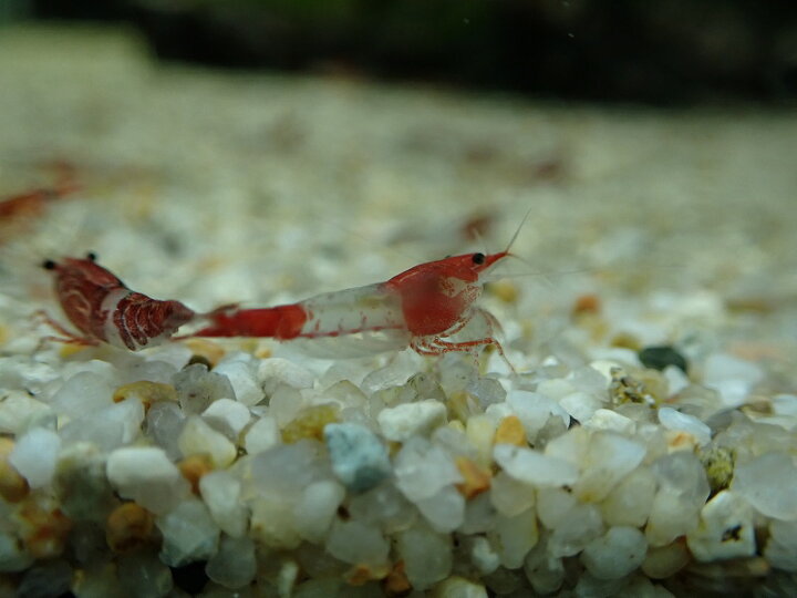 楽天市場 エビ シュリンプ 30匹 送料梱包料金無料 ルリーシュリンプ 1 2 1 5cm 生体 えび 熱帯魚 観賞用 淡水 観賞魚 綺麗 飼育 飼育用 観賞魚 アクアリウム用品 セット ペットバルーン楽天市場支店 楽天市場 エビ シュリンプ 30匹 送料梱包料金無料 ルリーシュリンプ 1 2 1 5cm 生体 えび 熱帯魚 観賞用 淡水 観賞魚 綺麗 飼育 飼育用 観賞魚 アクアリウム用品 セット ペットバルーン楽天市場支店
