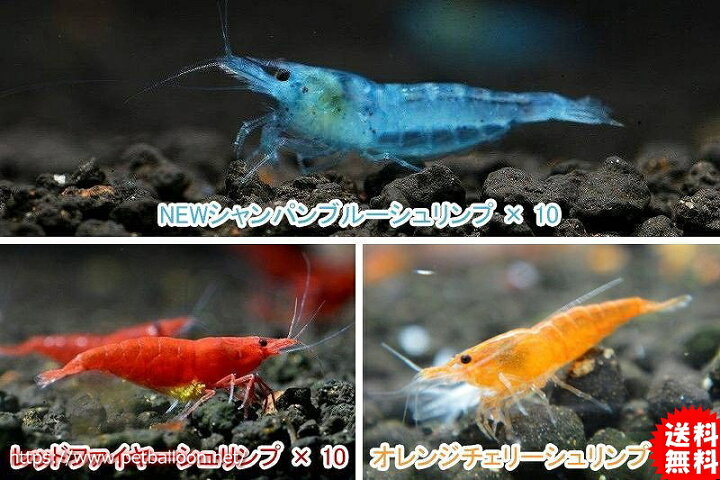 楽天市場 エビ シュリンプ 30匹セット 送料梱包料金無料 カラフルシュリンプセット A 1 2 1 5cm 生体 淡水 えび 熱帯魚 観賞魚 綺麗 飼育 観賞用 飼育用 観賞魚 アクアリウム用品 ペット セット ペットバルーン楽天市場支店