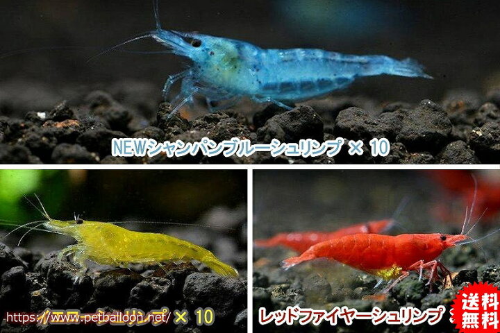楽天市場 エビ シュリンプ 30匹セット 送料梱包料金無料 カラフルシュリンプ セット C 1 2 1 5cm 生体 淡水 えび 熱帯魚 観賞魚 綺麗 飼育 観賞用 飼育用 観賞魚 アクアリウム用品 ペット セット ペットバルーン楽天市場支店