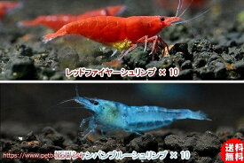 【エビ】【シュリンプ】【20匹セット】【送料梱包料金無料】レッド＆ブルーセット A (1.2-1.5cm)(生体)(淡水)