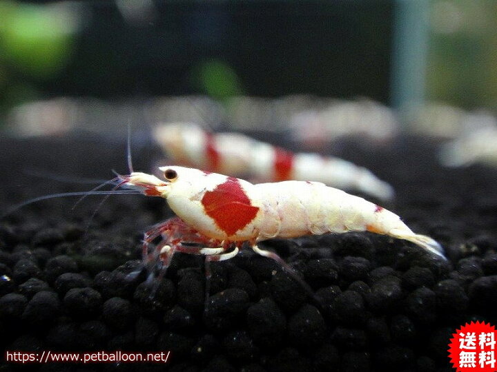 観賞魚用飼料 冷凍レッドビーシュリンプ用ハンバーグ 熱帯魚 エビ 50g クール便配送