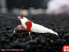 楽天市場 赤 エビ ザリガニ 熱帯魚 アクアリウム ペット ペットグッズの通販