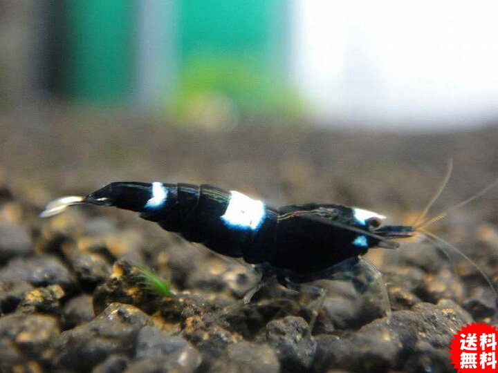 楽天市場 エビ シュリンプ 生体 匹セット 送料梱包料金無料 ブラックシャドーシュリンプ M 1 0 1 2cm 淡水 黒 ブラック えび 熱帯魚 観賞魚 綺麗 飼育 観賞用 飼育用 観賞魚 アクアリウム用品 セット ペットバルーン楽天市場支店