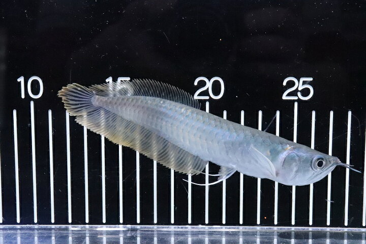 楽天市場】【淡水魚】【通販】大きめ シルバーアロワナ コロンビア産 
