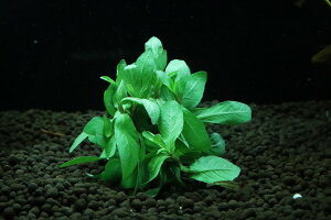 (yVX[p[SALE-|Cgő47{-6/4~6/11)yʔ zY nCOtB U[lrX(_)y1 Tv摜zii)íjiMыj
