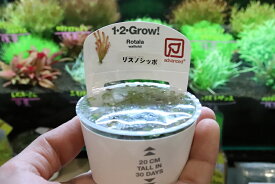 【水草】トロピカ社 リスノシッポ(組織培養)1カップ