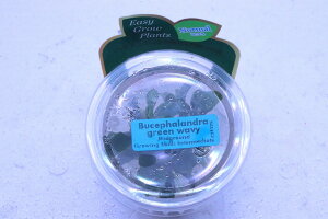 yʔ zgD|{ uZt@h sp O[EF[B(_)y1Jbv Tv摜ziA)íjiMыj