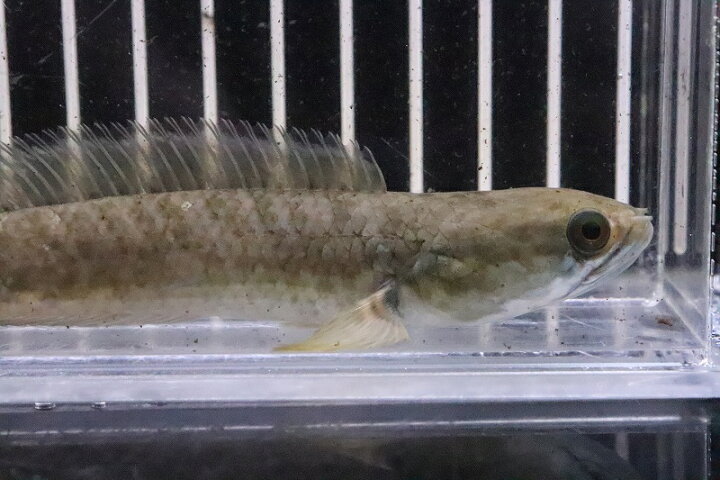 破格値下げ 淡水魚 大特価 チャンナ プルクラ 1匹 サンプル画像 5 7cm 大型魚 スネークヘッド Shipsctc Org 破格値下げ 淡水魚 大特価 チャンナ プルクラ 1匹 サンプル画像 5 7cm 大型魚 スネークヘッド Shipsctc Org