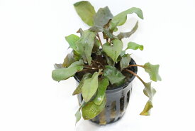 【通販 水草】クリプトコリネ ベケティー(輸入品)【1ポット サンプル画像】（生体）（熱帯魚）