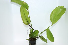 楽天市場 水草 エキノドルスの通販