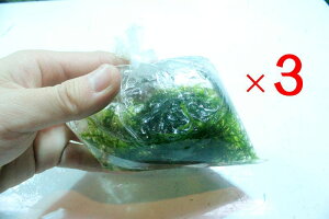 水草 ウィローモスの人気商品 通販 価格比較 価格 Com