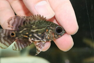 楽天市場 淡水魚 新産地 ワイルドオスカー アレンカークリペア産 １匹 サンプル画像 5cm 大型魚 生体 熱帯魚 Nko ペットバルーン楽天市場支店