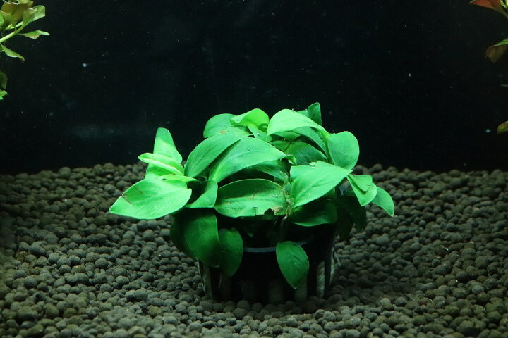 楽天市場】【通販 水草】アヌビアス ナナプチ プチナナ(輸入品)【1 