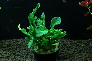 yʔ zAkrAX wetB X[p[m@(Ai)y1|bg Tv摜ziA)íjiMыj