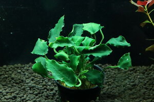 yʔ zAkrAX L(Ai)y1|bg Tv摜ziA)íjiMыj