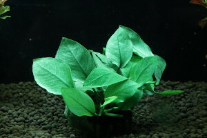 yʔ zAkrAX WF[h(Ai)y1|bg Tv摜ziA)íjiMыj