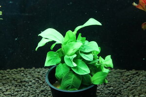 yʔ zAkrAX ii@S[h(Ai)y1|bg Tv摜ziA)íjiMыj