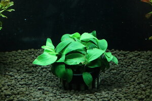 yʔ zAkrAX iiv` v`ii(Ai)y1|bg Tv摜ziA)íjiMыj