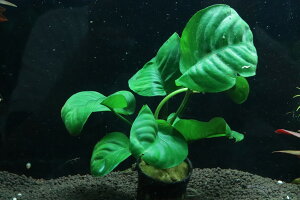 yʔ zAkrAX oe[ Ghu[(Ai)y1|bg Tv摜ziA)íjiMыj