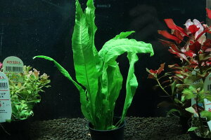 yʔ z~N\E vevX (Ai)y1|bg Tv摜ziA)íjiMыj