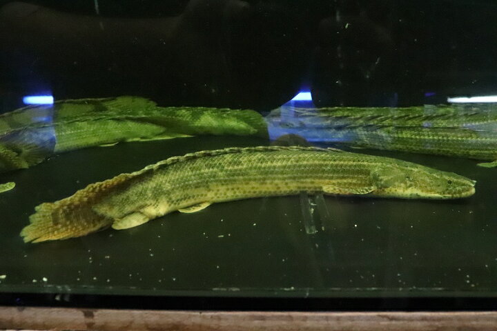 楽天市場】【淡水魚】大特価 ポリプテルス ビキールspコリバ 