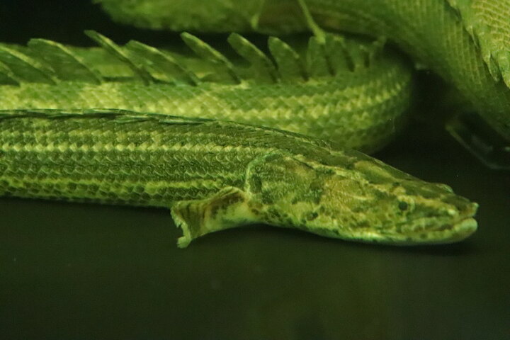 楽天市場】【淡水魚】大特価 ポリプテルス ビキールspコリバ 