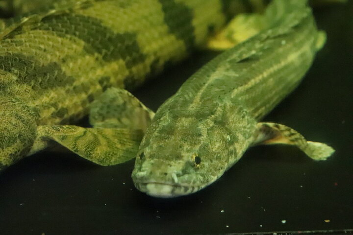 楽天市場】【淡水魚】大特価 ポリプテルス ビキールspコリバ 