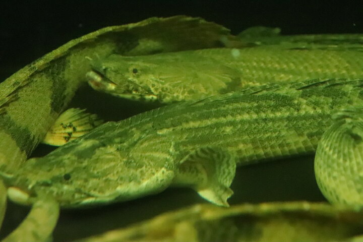 楽天市場】【淡水魚】大特価 ポリプテルス ビキールspコリバ 