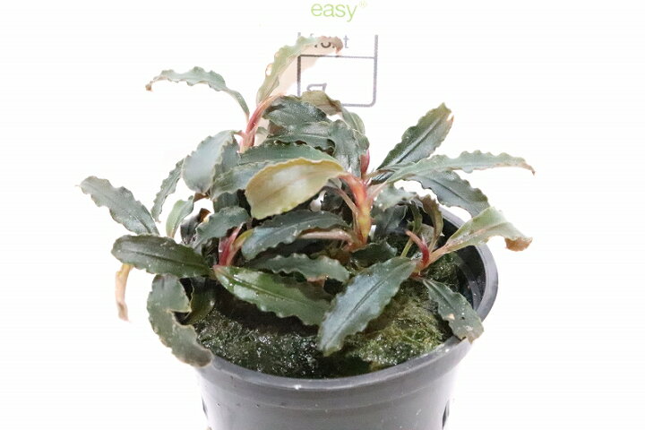 楽天市場 水草 トロピカ社 ブセファランドラ クダガン 無農薬 1ポット 陰性水草 ペットバルーン楽天市場支店 楽天市場 水草 トロピカ社 ブセファランドラ クダガン 無農薬 1ポット 陰性水草 ペットバルーン楽天市場支店