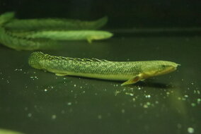 楽天市場 観賞魚 種 観賞魚 オトシンクルス 人気ランキング1位 売れ筋商品