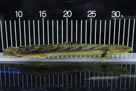 楽天市場 激安 観賞魚 熱帯魚 アクアリウム ペット ペットグッズの通販 楽天市場 激安 観賞魚 熱帯魚 アクアリウム ペット ペットグッズの通販