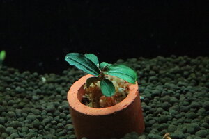 yʔ zuZt@h sp N_KEh[t(Ai)y1 Tv摜ziA)íjiMыj