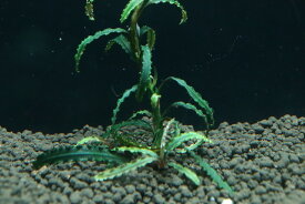 【通販 水草】国産 ブセファランドラ sp カユラピス(無農薬)【1株 サンプル画像】（陰性水草)（生体）（熱帯魚）