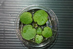 水草 アマゾンの人気商品 通販 価格比較 価格 Com 水草 アマゾンの人気商品 通販 価格比較 価格 Com