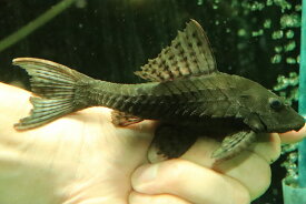 楽天市場 観賞魚 種 観賞魚 コリドラス ハゼ 熱帯魚 アクアリウム ペット ペットグッズ の通販