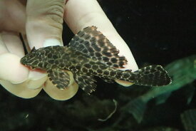楽天市場 激安 観賞魚 熱帯魚 アクアリウム ペット ペットグッズの通販