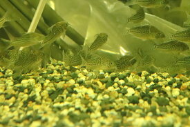【淡水魚】【通販】コリドラス ソダリス ワイルド【1匹 サンプル画像】(±4-5cm)(コリドラス)(生体)(熱帯魚)NKCR