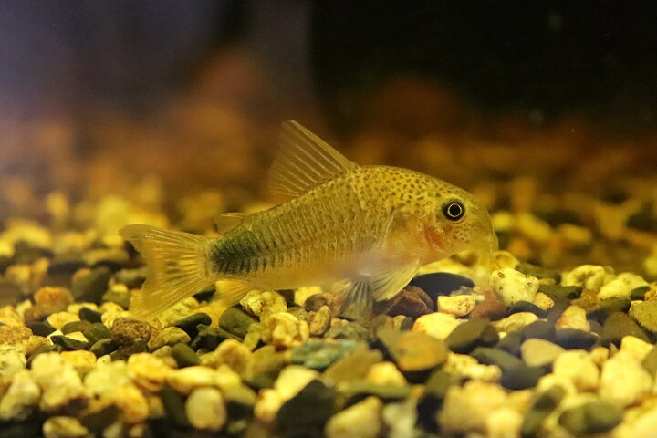 楽天市場 淡水魚 コリドラス シミリス イガラッペ カンブレ産 ワイルド １匹サンプル画像 5cm コリドラス 生体 熱帯魚 Ncr ペットバルーン楽天市場支店