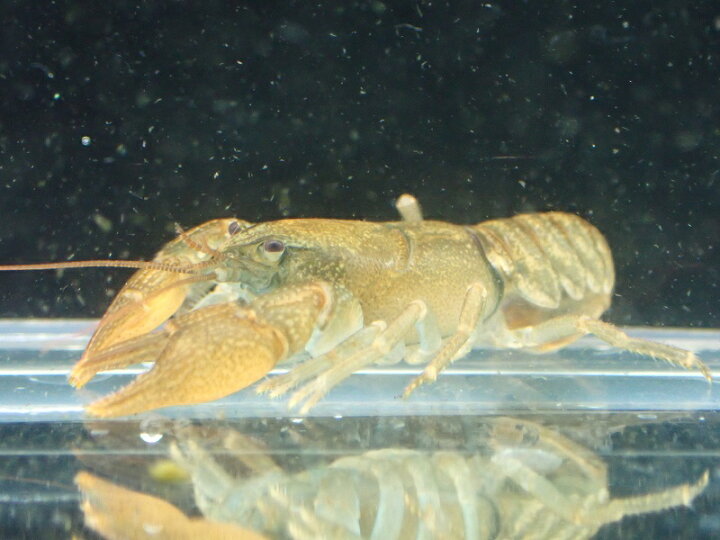 楽天市場 淡水魚 レア種 日本ザリガニ ニホンザリガニ 北海道産 １匹 サンプル画像 3 4cm ザリガニ 生体 熱帯魚 Nk ペットバルーン楽天市場支店