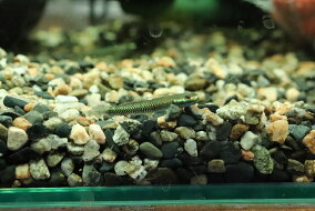 楽天市場 観賞魚 種 観賞魚 アロワナ 人気ランキング1位 売れ筋商品