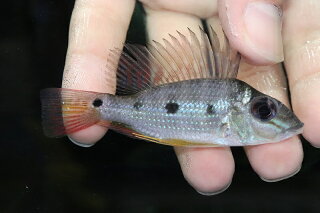 楽天市場 淡水魚 レア種 サタノペルカ アクティケプス タパジョス産 ワイルド １匹 サンプル画像 7 8cm 大型魚 生体 熱帯魚 Nko ペットバルーン楽天市場支店