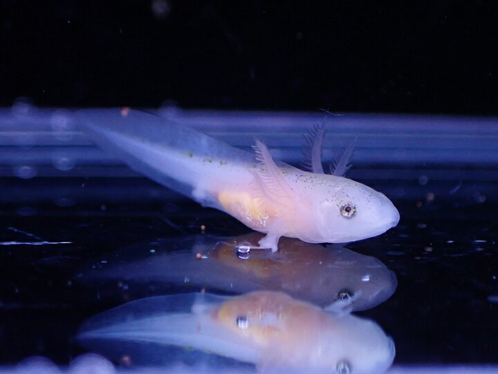 楽天市場 淡水魚 入荷激減 ウーパールーパー ベビー 黒目 リューシ １匹 サンプル画像 2 3cm ウーパールーパー 生体 熱帯魚 Nk ペットバルーン楽天市場支店