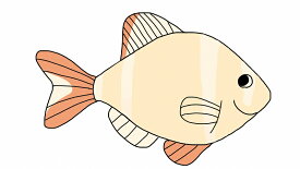 【淡水魚】当日発送不可お取り寄せ生体 白スマトラ【1匹 イメージ画像】(コイ科)